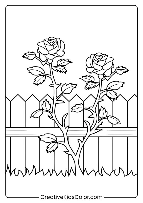 Coloring Page Of A Rose Bush Near A Fence, With Two Roses In Bloom And A Grassy Base, Creating A Classic Garden Scene.