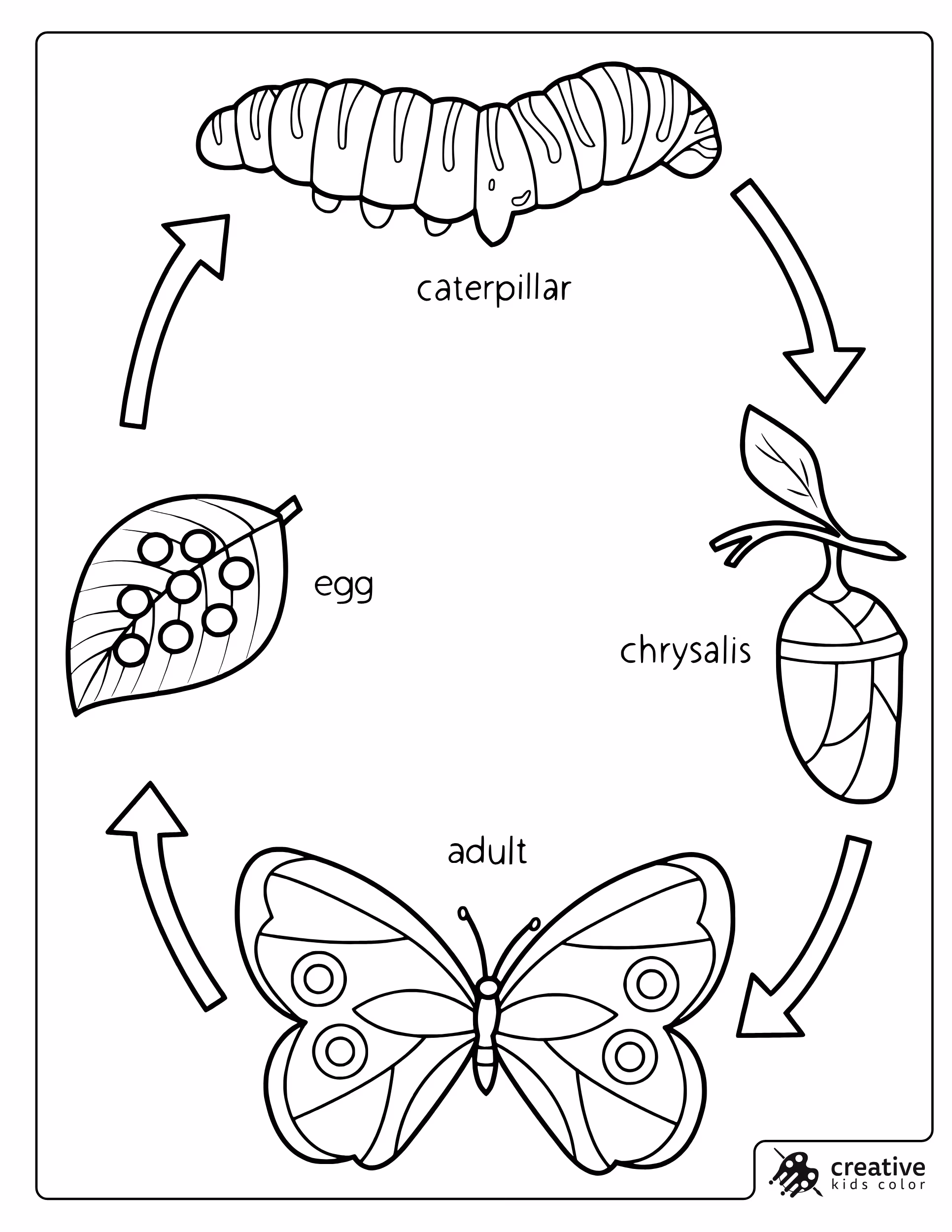 Butterfly Life Cycle Coloring Page With Egg Caterpillar Chrysalis And Adult