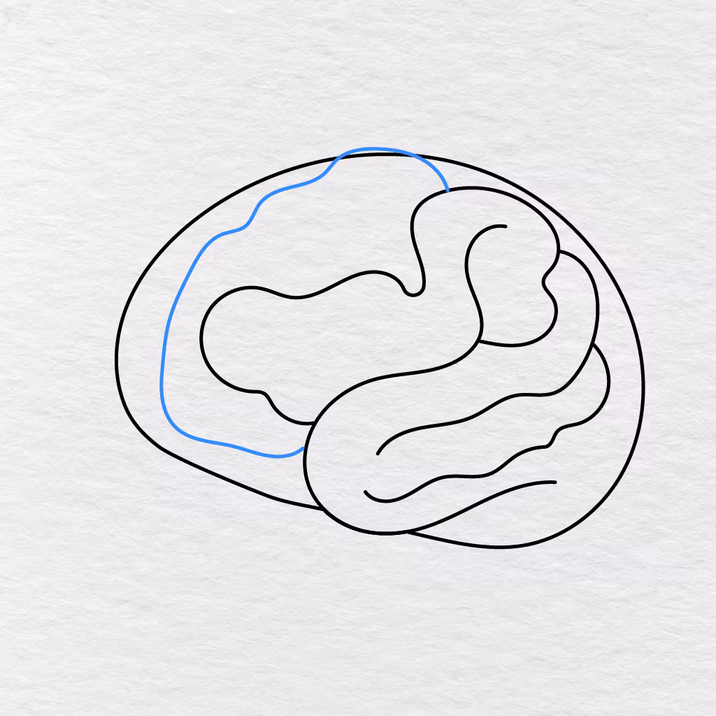Step 6 Showing A Large Winding Fold Drawn Along The Left Side Of The Brain.