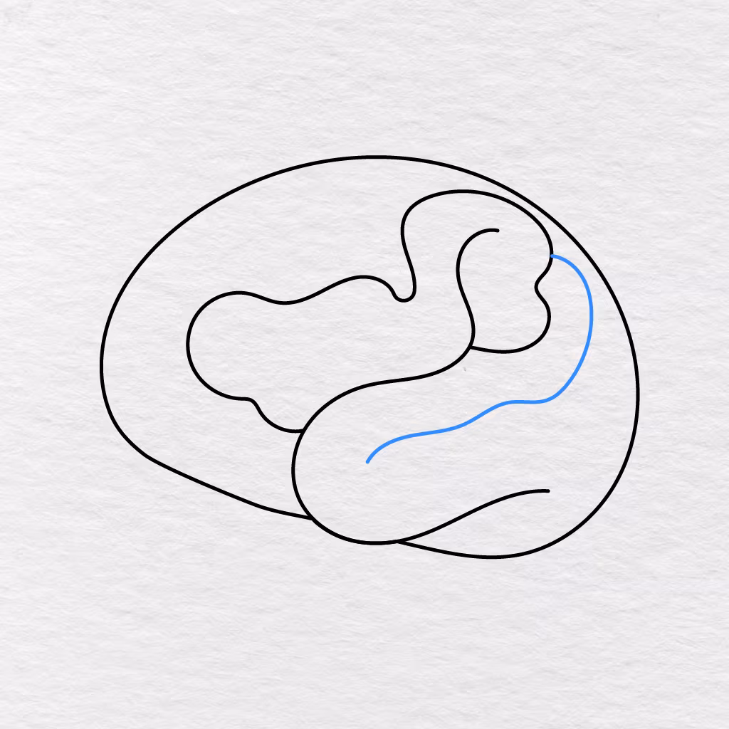 Step 4 Showing A Long Curved Fold Added Along The Right Side Of The Brain.