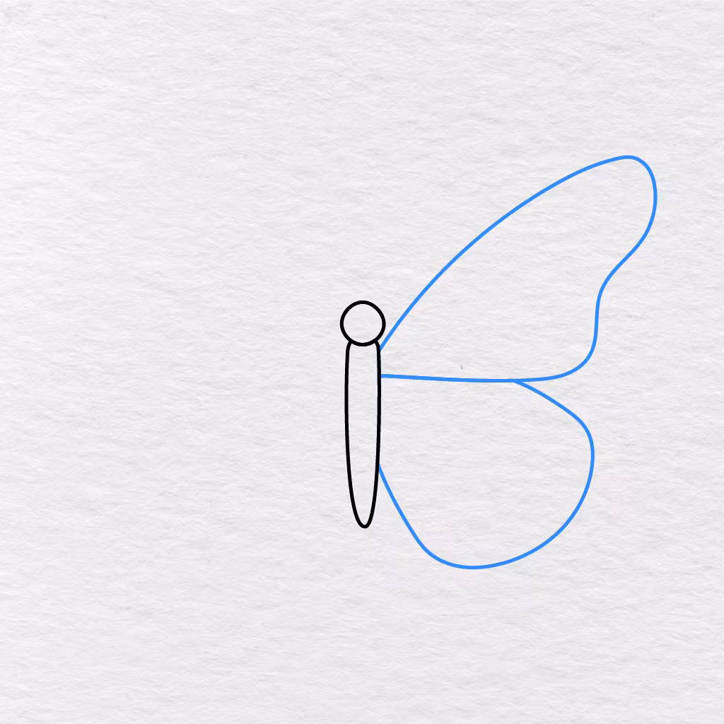 Step 2 Showing One Large Upper Wing And One Rounded Lower Wing Added On The Butterfly’s Right Side.