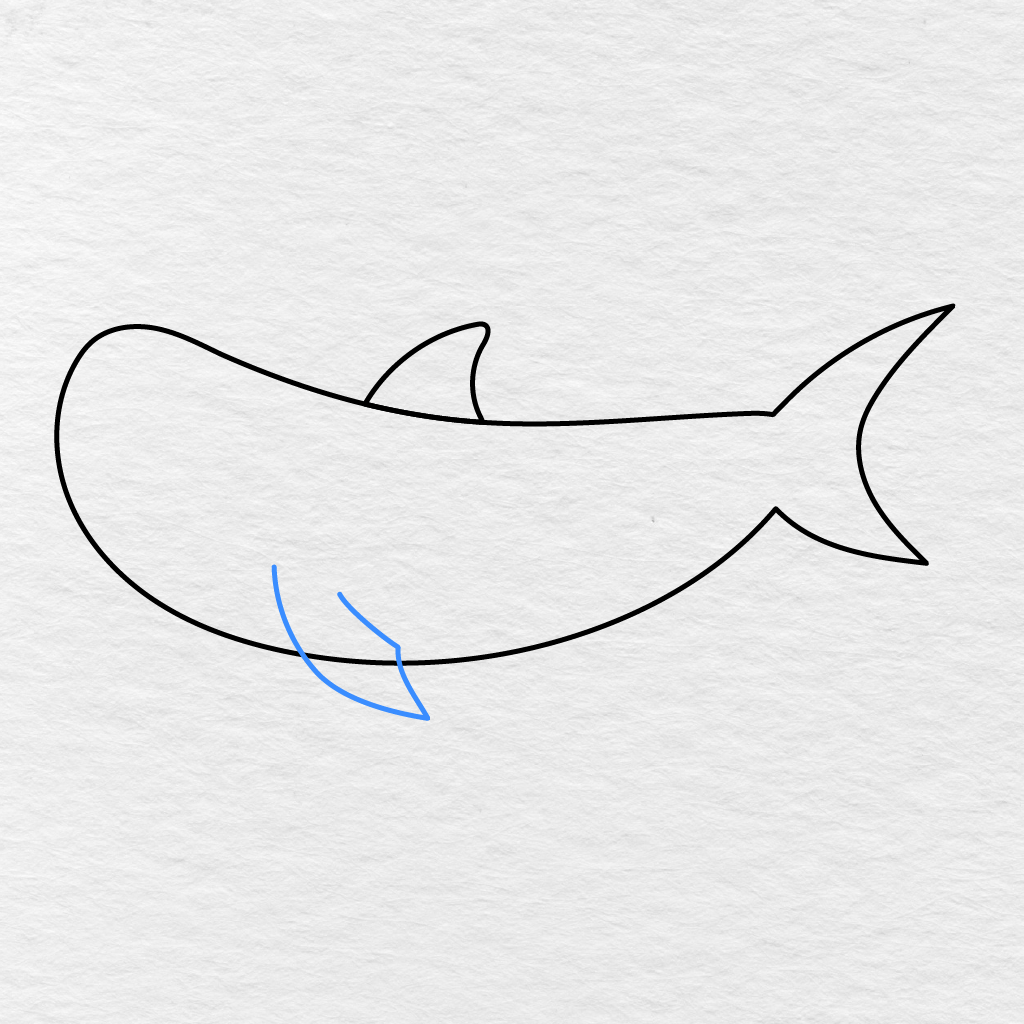 Step 4 Showing A Large Pointed Front Fin Added Below The Shark’s Body.